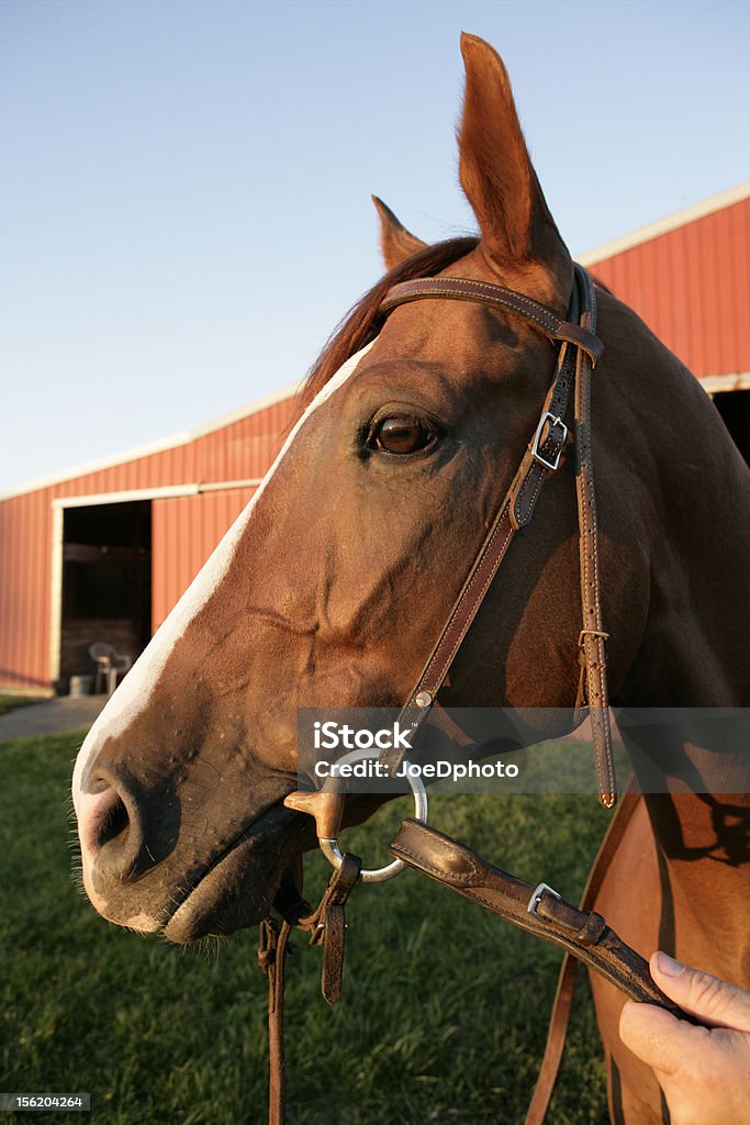 Foto de Cabeça De Cavalo Na Frente Do Celeiro Vermelho e mais fotos de  stock de Azul - Azul, Cabeça de animal, Cavalo - Família do cavalo - iStock