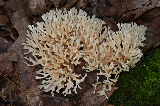 selective focus of a Coriolus versicolor or Polyporus versicolor (Trametes versicolor) on a trunk in the woods with blurred background