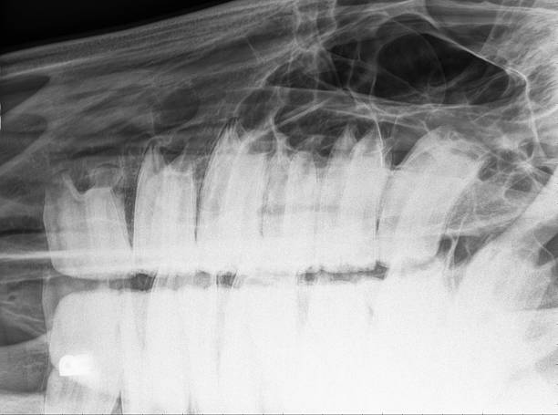превосходная лошадь зубной радиология xray - horse animal skeleton anatomy animal стоковые фото и изображения
