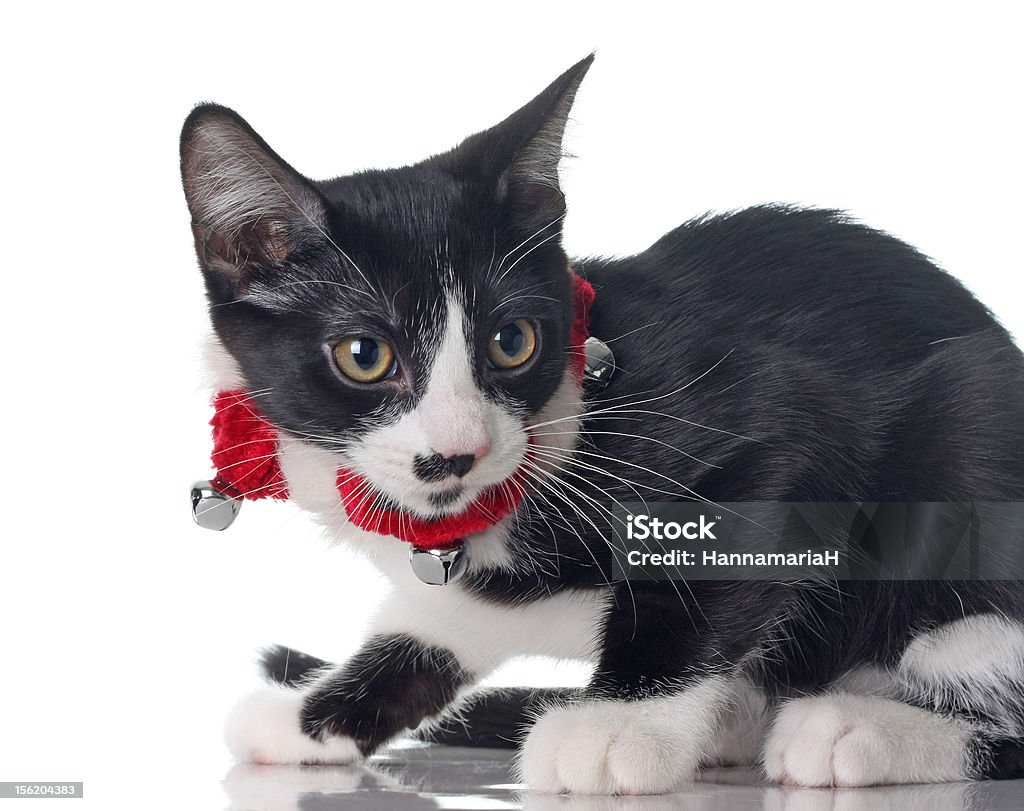 Christmas kitten Cute kitten wearing her Christmas jingle bell collar. Animal Stock Photo