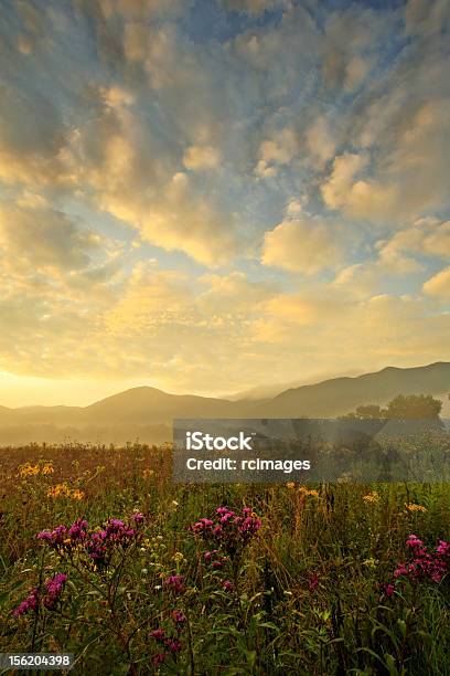 Wildblumen Und Sky Stockfoto und mehr Bilder von Tennessee - Tennessee, Wildblume, Cades Cove