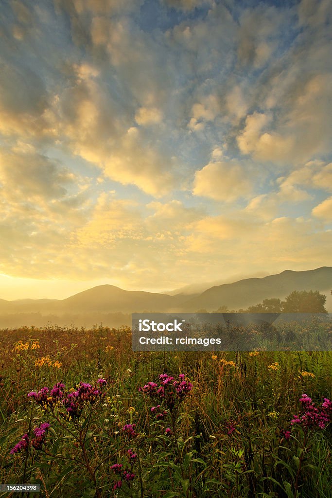 Fiori selvatici e celeste - Foto stock royalty-free di Tennessee