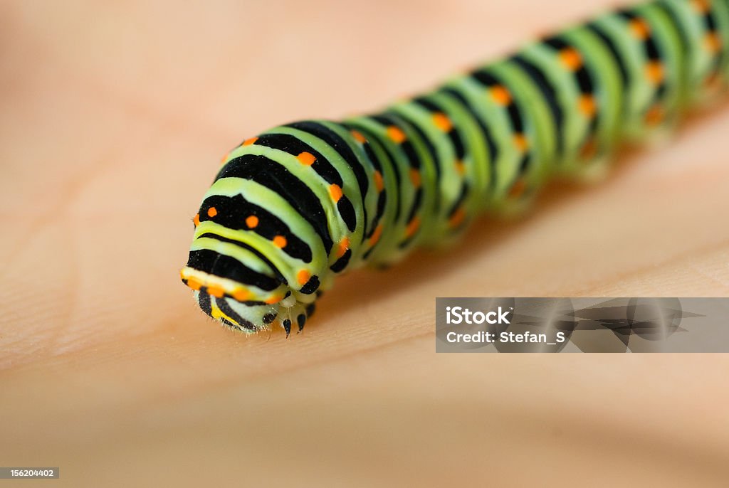Swallowtail caterpillar a mano - Foto de stock de Animal libre de derechos