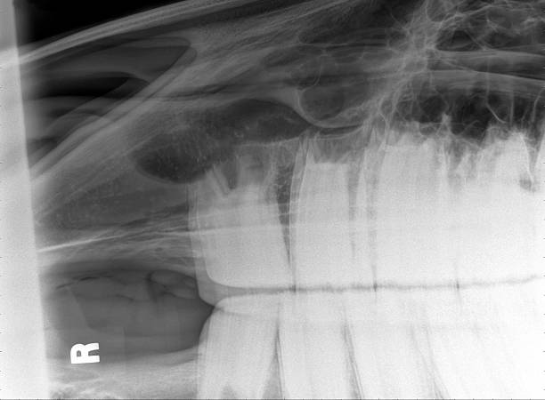 istock High quality horse skull / dental xray 156204439