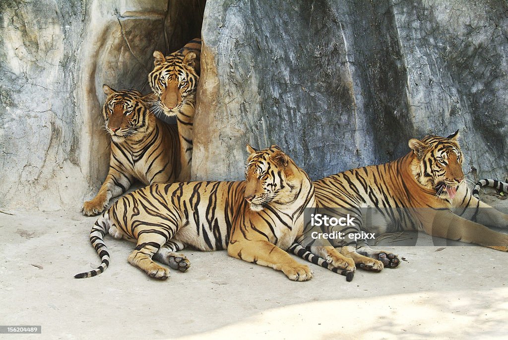 Tiger family Four tigers resting at the bottom of a cliff Tiger Stock Photo