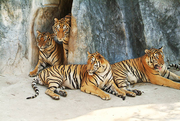 família do tigre - hurricane felix imagens e fotografias de stock