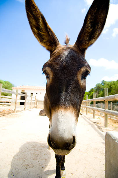 donkey stock photo