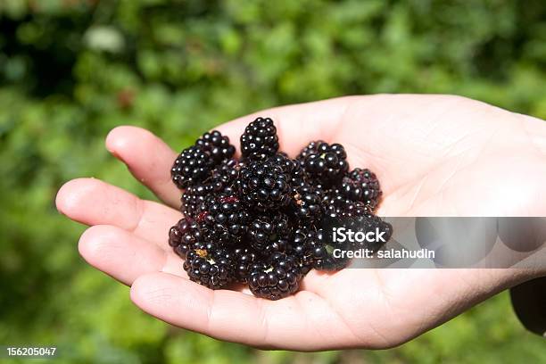 Bramble Foto de stock y más banco de imágenes de Alimento - Alimento, Crudo, Estación - Entorno y ambiente