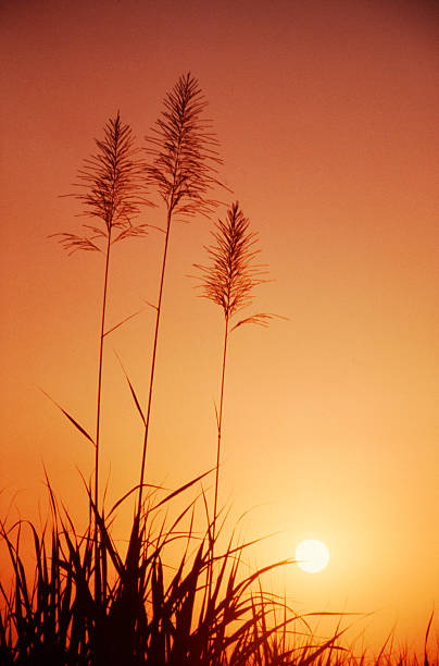 Sunset through the sugar cane field stock photo