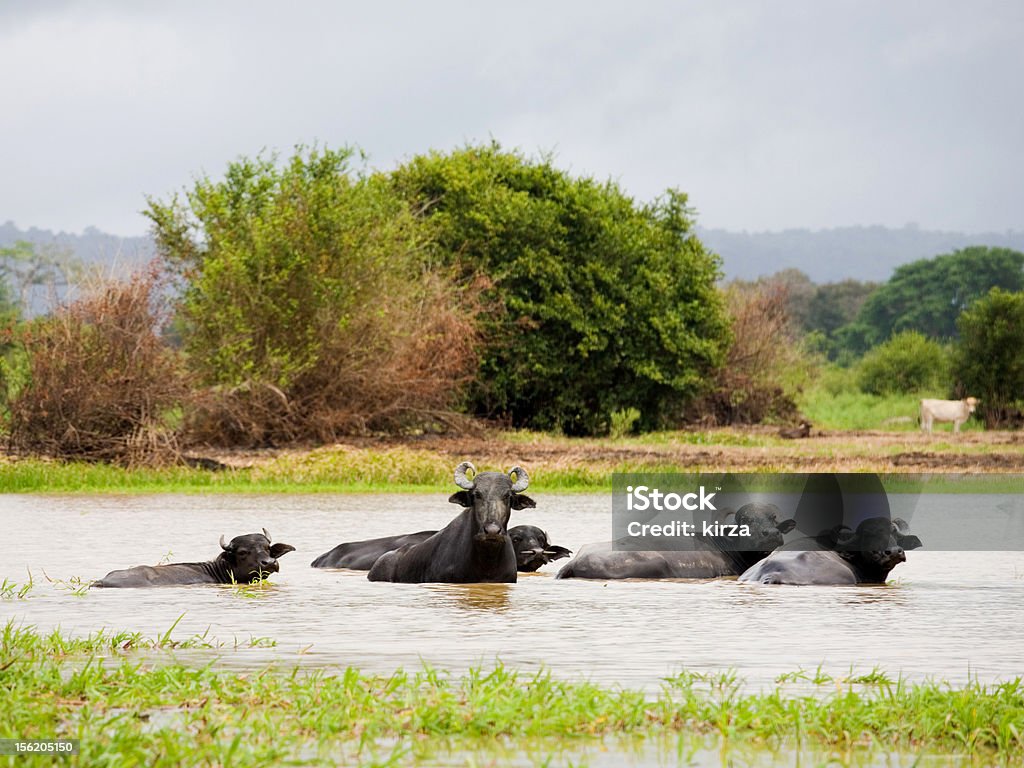 Buffalos - Стоковые фото Без людей роялти-фри