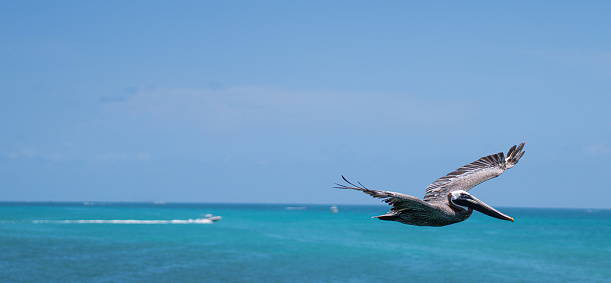 Pelican swims in turquoise waters of Atlantic Ocean on island of Aruba.