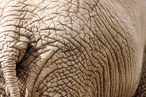 Elephant skin stock photo