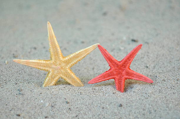 Starfish in the sand stock photo