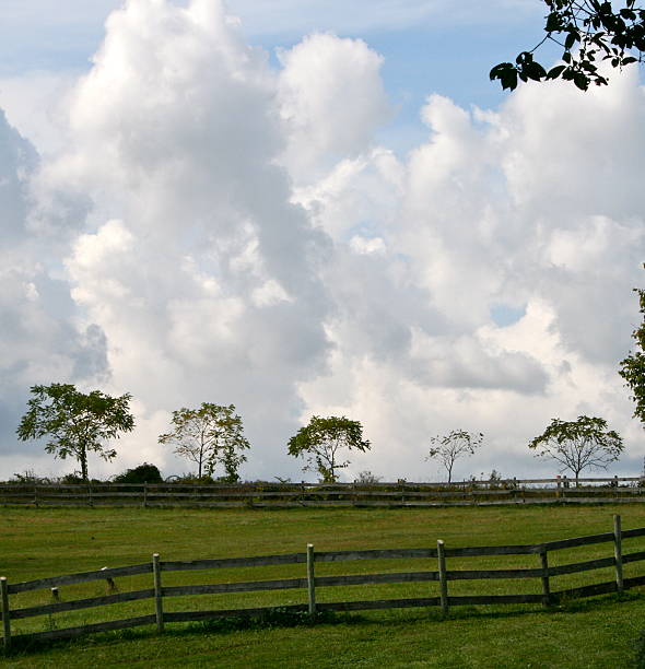 istock Trees along a country fenceline 156205480