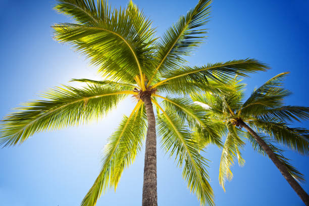 istock Close up of palm trees agains sunny sky 156205605
