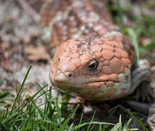 Wild Bobtail Lizard This wild and curious bobtail lizard was photographed just outside Margret River, WA, Australia. asa animal stock pictures, royalty-free photos & images