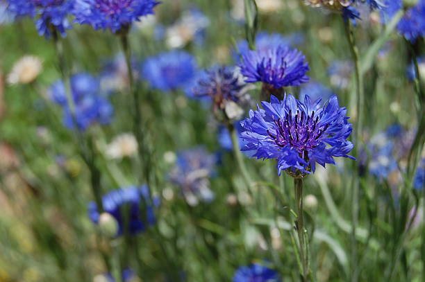 istock Field of Blue Flowers 156205988