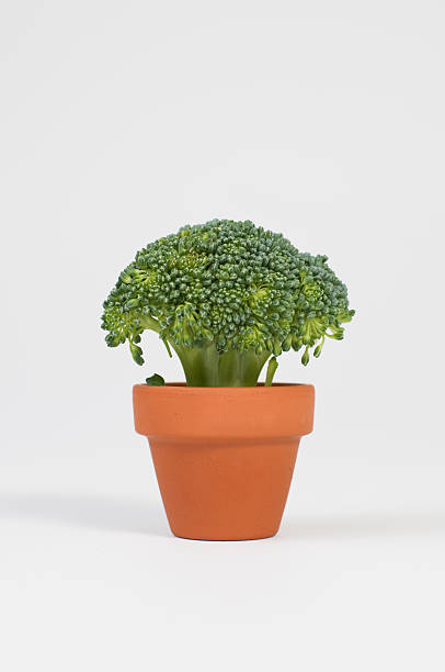 Broccoli in flower pot stock photo