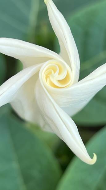 istock angel’s trumpet 1 1562062550