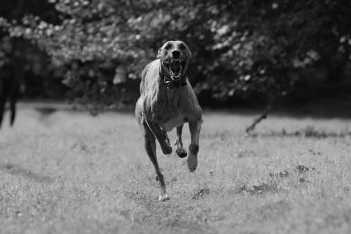 Grey hound captured in full flight with a fearsome look on his face .