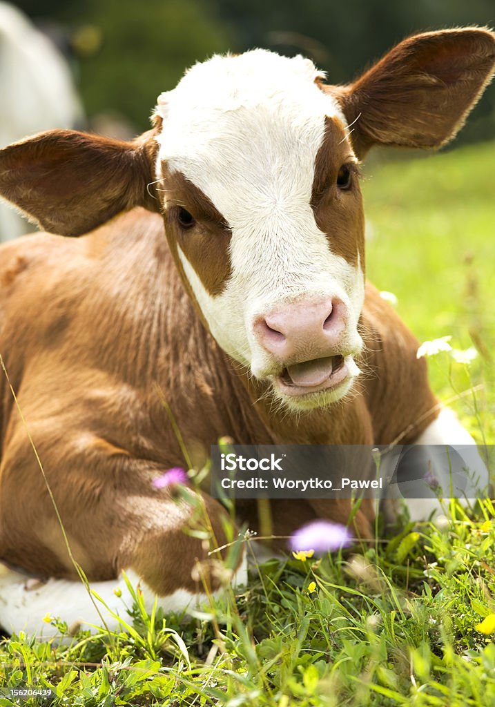 Portrait of a beautiful heifer Portrait of a beautiful heifer (young cow) on the grass. Green nature in background. Agricultural Field Stock Photo