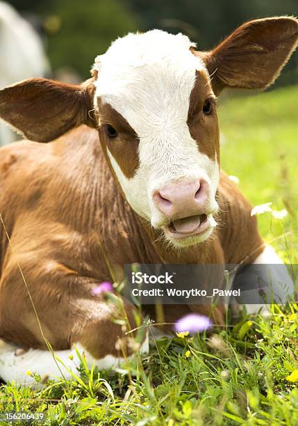 Portrait Of A Beautiful Heifer Stock Photo - Download Image Now - Agricultural Field, Agriculture, Animal