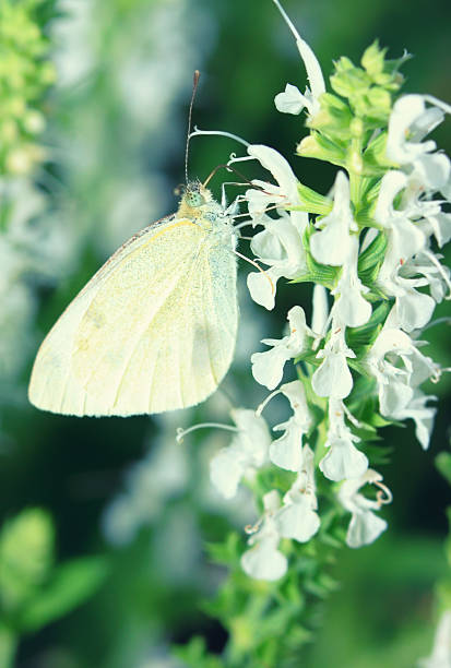 White Cabbage Butterfly On A Flower,  Pieris rapae