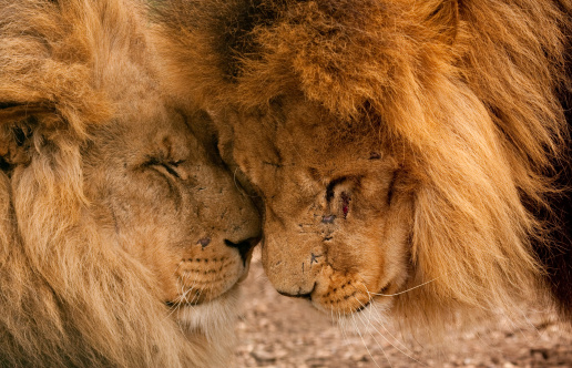 Two male brothers, lions, Wildlife Heritage Foundation, Kent, April 2009