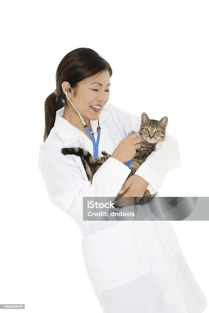 Beautiful Asian woman Veterinarian examining a kitten Adult Stock Photo