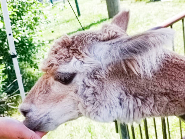 istock Hand of a person feeding a lama 1562070856