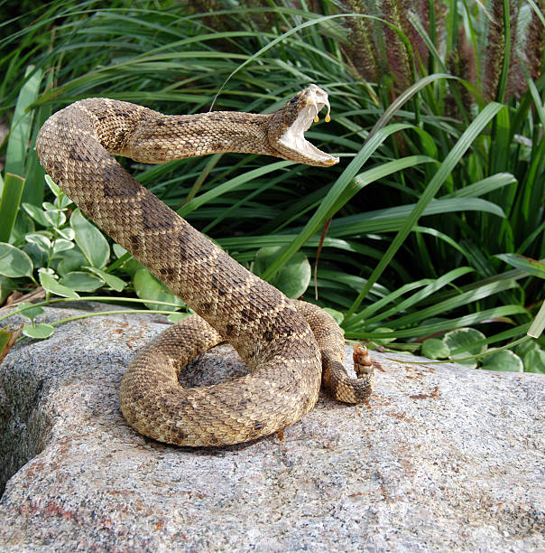 Striking Pose Rattle snake coiled on rock. spiral rock stock pictures, royalty-free photos & images