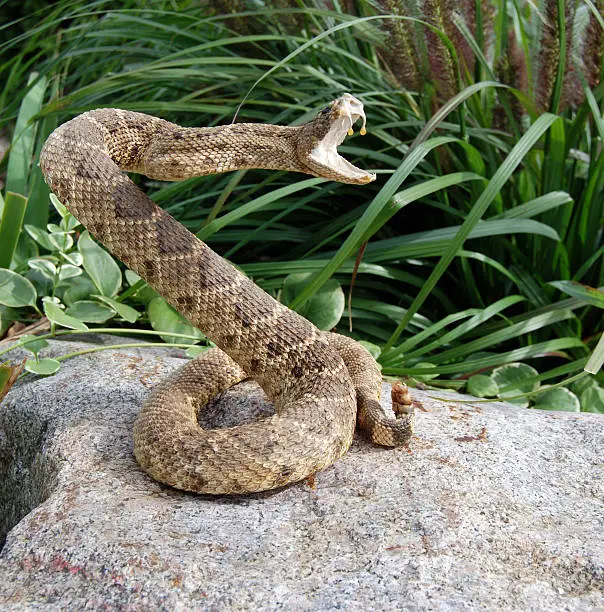 Rattle snake coiled on rock.