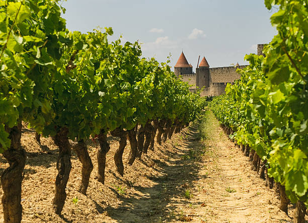 Landscape of medieval Carcassonne and its vineyards