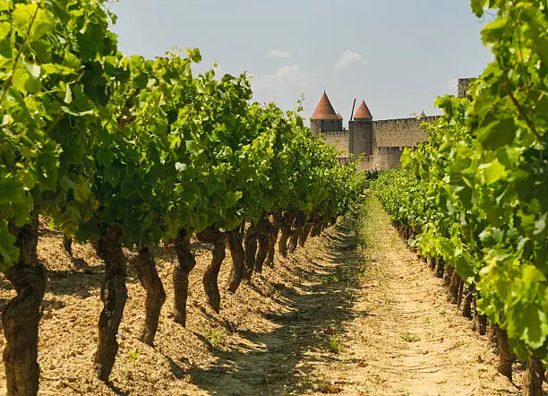 Photo of Landscape of medieval Carcassonne and its vineyards