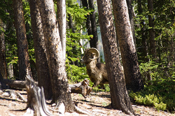 Canadian Mountain Bighorn Ram - Photo