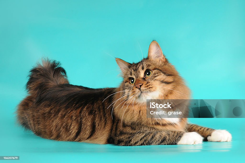 Bobtail cat lying on turquoise background Bobtail cat lying on turquoise background and turn his head back Blue Background Stock Photo