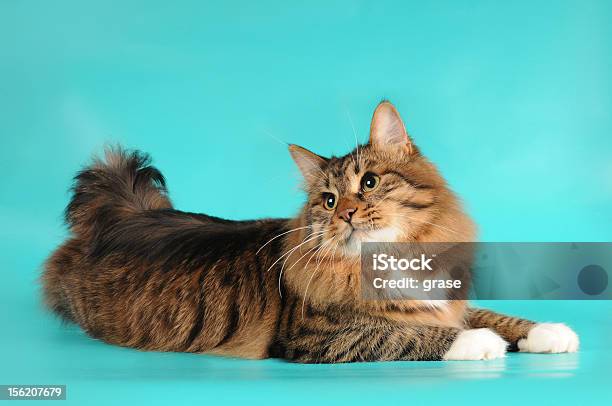 Bobtail Cat Lying On Turquoise Background Stock Photo - Download Image Now - Blue Background, Domestic Cat, Animal