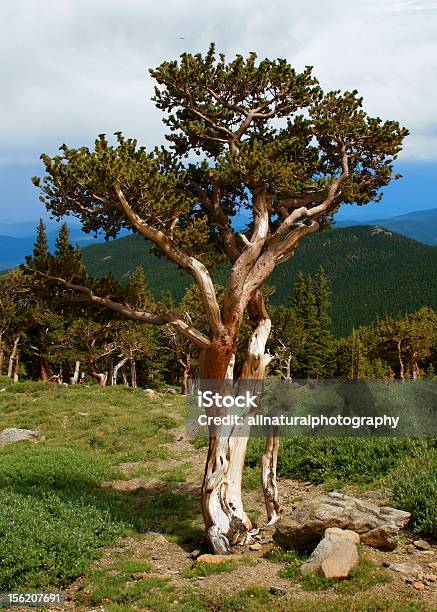 Pinheiro Bristlecone - Fotografias de stock e mais imagens de Flora - Flora, Fotografia - Imagem, Ninguém