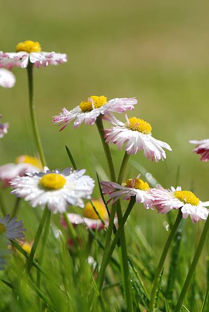 The daisies stock photo