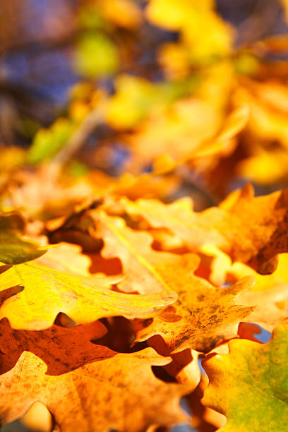 oak leaves stock photo