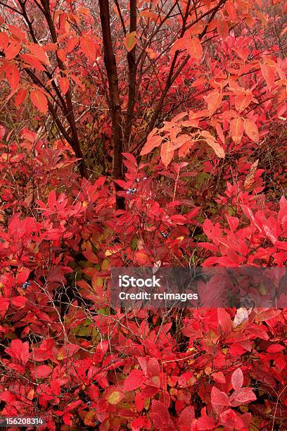 Rosso Foglia - Fotografie stock e altre immagini di Acero - Acero, Albero, Albero deciduo