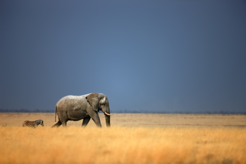 Elephant bull and zebra walking in open grassfield; Loxodonta Africana; Etosha