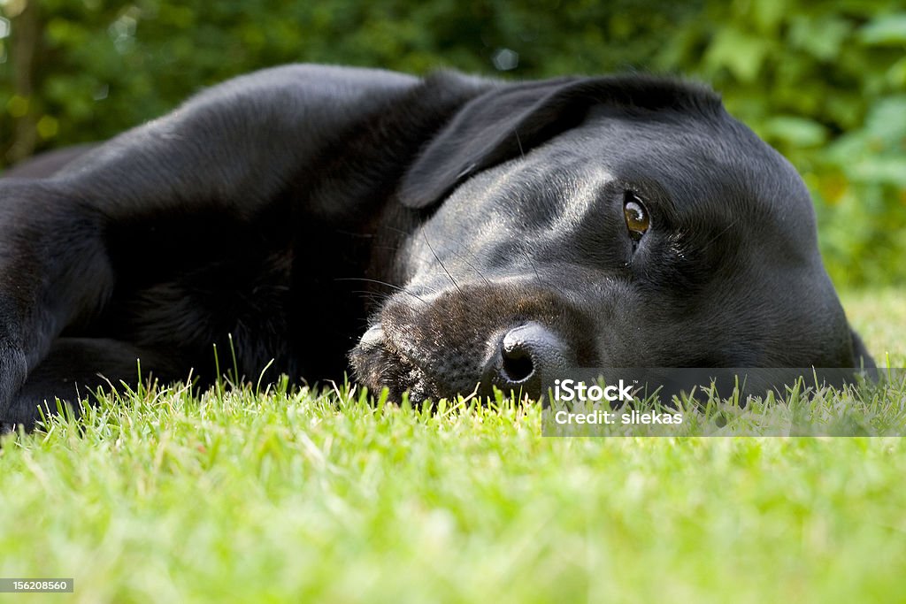 Black labrador Black labrador retriever resting in short  green grass Animal Stock Photo