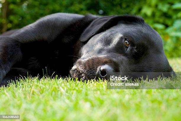 Black Labrador Stock Photo - Download Image Now - Animal, Black Color, Cute