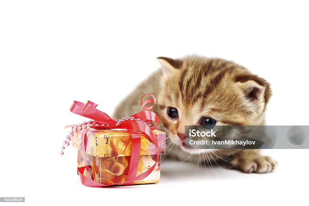 kitten kitten and gift isolated Animal Stock Photo