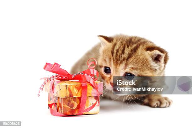 Kitten Stock Photo - Download Image Now - Animal, Birthday, Birthday Present