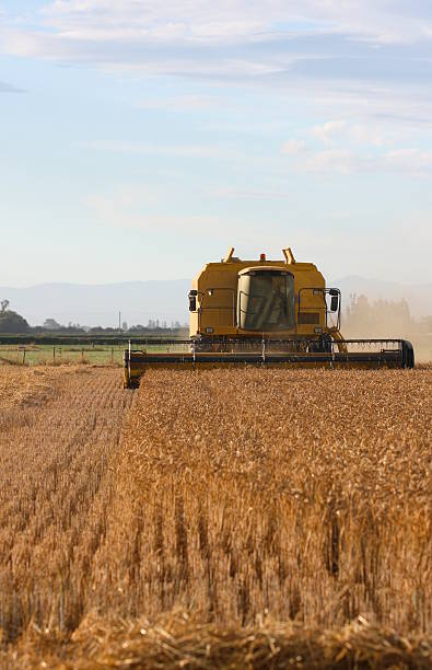 Harvesting wheat on the Canterbury plains stock photo