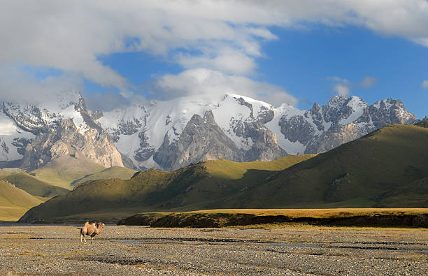 camel standing on mountains background stock photo