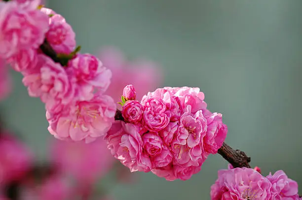 Peachblossom,pink,spring