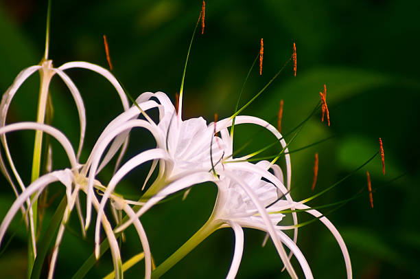 Spider Lily - Hymenocallis littoralis stock photo